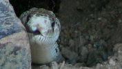 PICTURES/Snakes/t_Cute Closeup.JPG